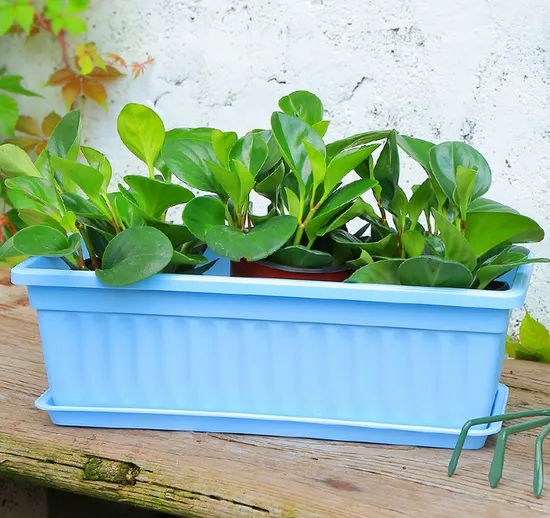 Pot de fleurs en PP, fenêtre rectangulaire, jardinière avec plateau, longue cuvette pour plantes, jardinières de légumes en plastique, étiquettes de plantes et outils de jardinage Wyz20893
